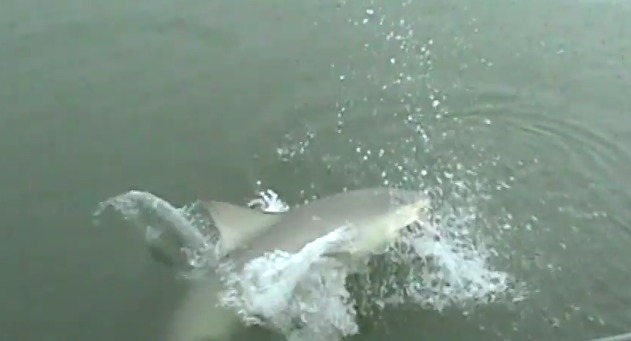 Shark-bait-The-one-that-got-away