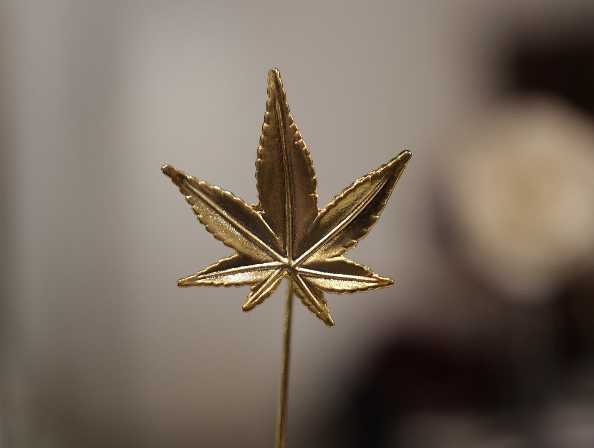 dgrie summers favorite pants dgrie 1 dgrie summers favorite pants dgrie 1